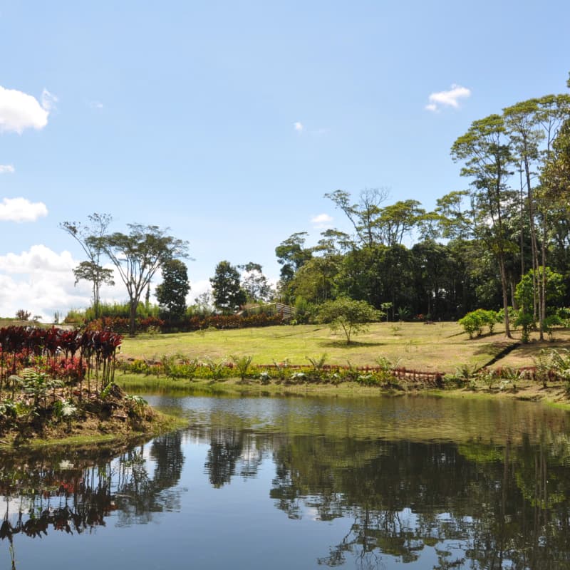 lagunas en espacios verdes rodeados de árboles