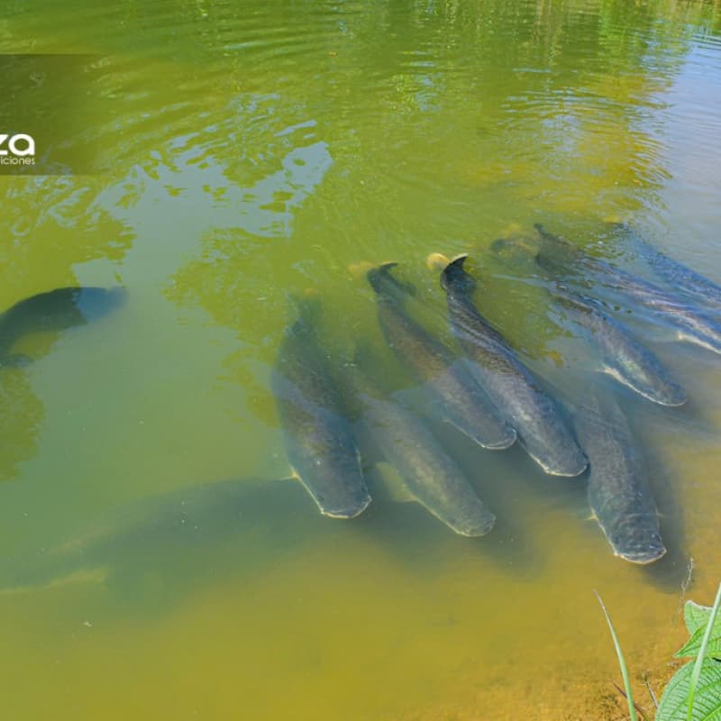 Paiches Gigantes nadando en las orillas