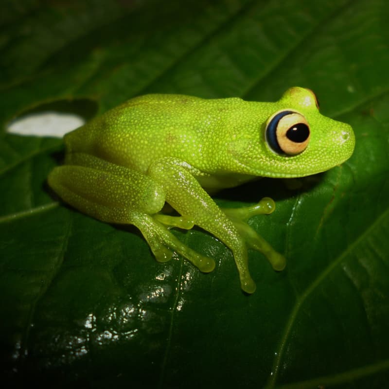 Rana de color verde sobre una hoja